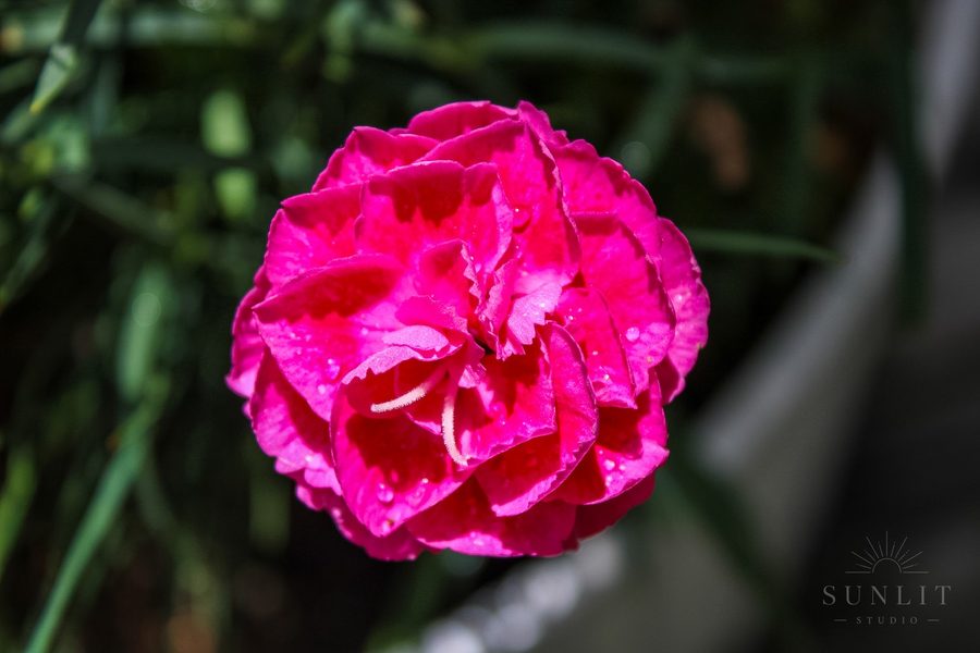 Natural light nature and garden photography